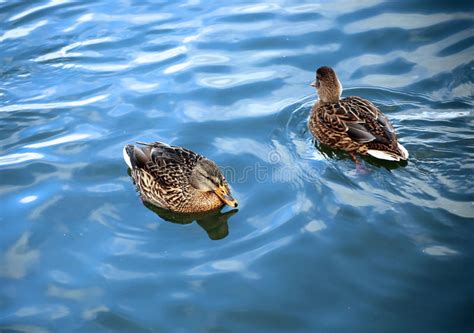 The Duck Swims On The Waves Stock Image Image Of Wings Reeds 56267893