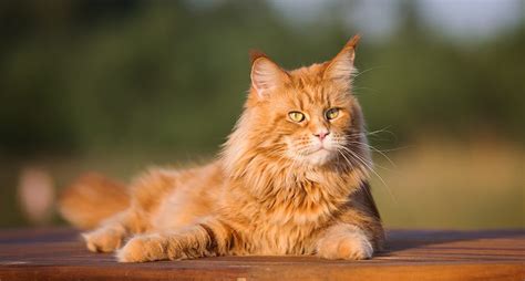 maine coon       cat breed  pets  passion