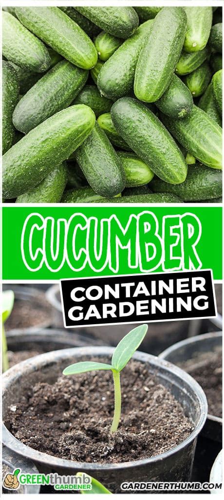 Growing Cucumbers In Containers Green Thumb Gardener