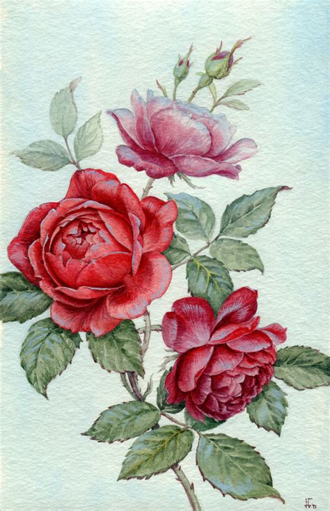 Artstation Red Roses Botanical Illustration