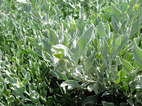 Atriplex Semibaccata Or Salt Bush Buy Online Green Souq Uae