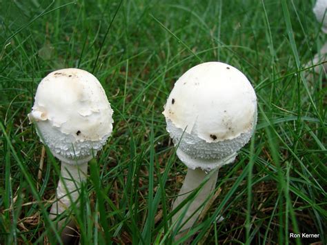 Chlorophyllum Molybdites At Indiana Mushrooms
