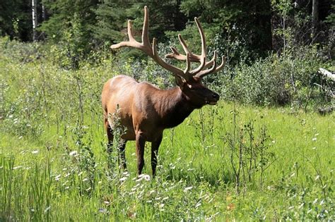 Hirsch Banff Moose Wapiti Deer Photo Free Download