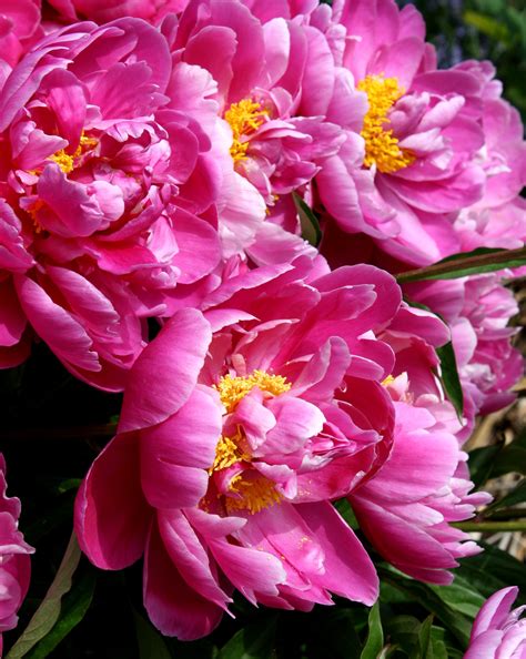 Pink Peonies Picture Free Photograph Photos Public Domain