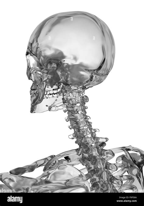 Human Skull 3d Black And White Stock Photos And Images Alamy