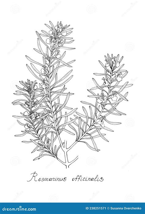 Sprigs Of Rosemarybotanical Illustration Dot Work Stock Illustration