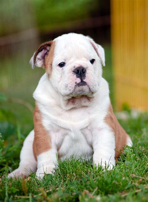 Finding The Best Food For English Bulldog Puppies