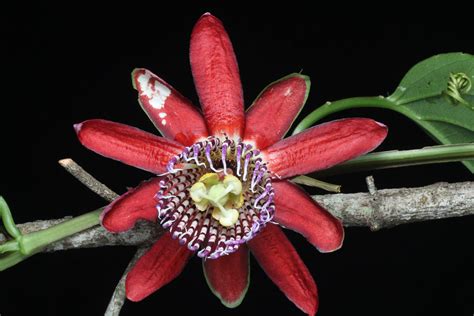 Passiflora Alata Curtis Plants Of The World Online Kew Science