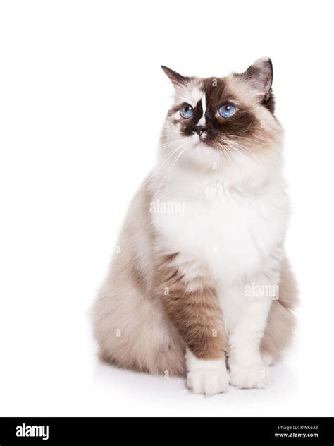 Long Haired Ragdoll Cat Sitting Down Isolated On White Stock Photo Alamy