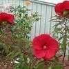 Hibiscus moscheutos 'fireball' is one of the most stunning perennial hibiscus plants. Hardy Hibiscus, Rose Mallow, Swamp Mallow Hibiscus 'Fireball'