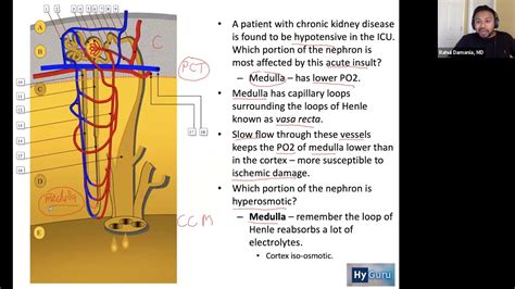 Usmle Step 1 Renal Physiology High Yield Brs Concepts Youtube