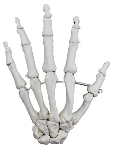 Articulated Hand Bone Model Left Detailed Human Bone Replica