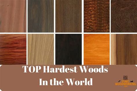 Top 15 Hardest Woods In The World You Wont Believe 1
