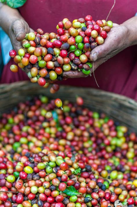 Top 10 Coffee Producing Countries Around The World John Farrer And Co