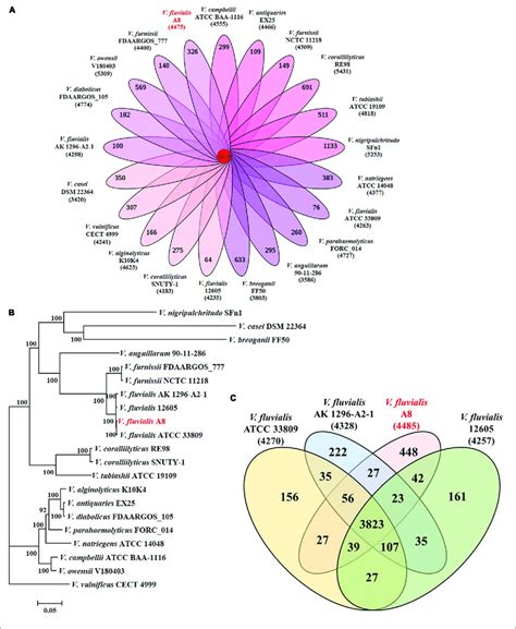 | Phylogeny of Vibrio species based on single-copy core orthologs. (A ...