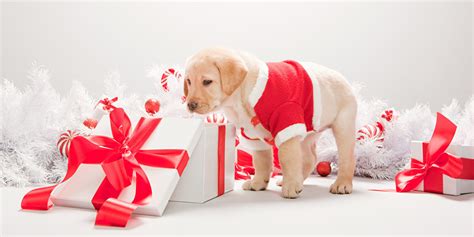 Pet T Ideas What To Buy Your Dogs And Cats For Christmas