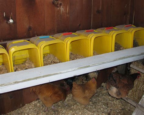 Chicken Update Parsons Prairie Farm Chicken Nesting Boxes Chicken