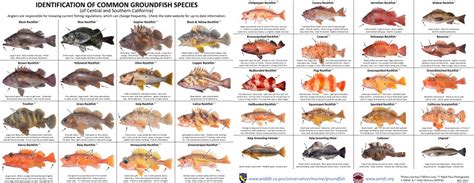 Identification Of Common Groundfish Species Of Central And Southern