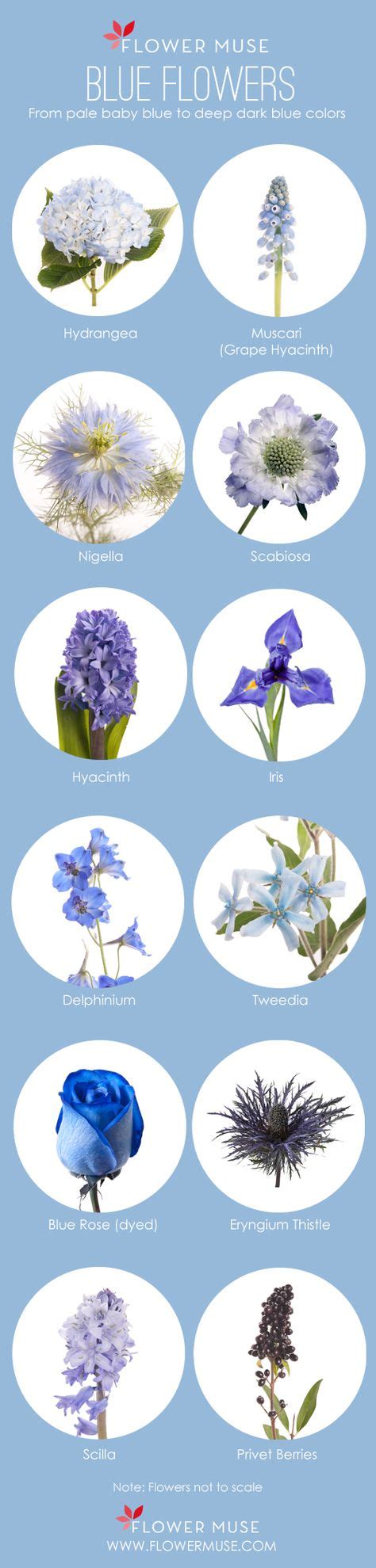 As 25 Melhores Ideias De Blue Flower Names No Pinterest Amor Flores
