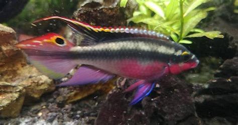 Kribensis Cichlid Care Guide Breeding And Tank Size