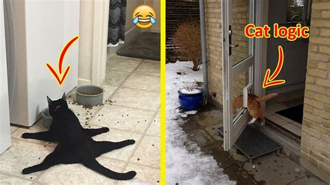 Hilarious Examples Of Cat Logic 😂 Youtube