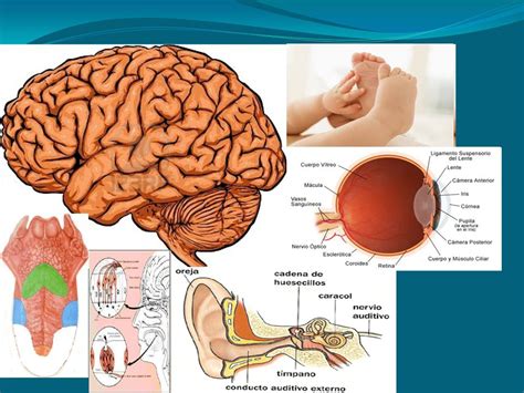 Sistema Nervioso Y órgano De Los Sentidos Quizizz