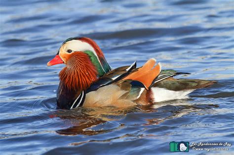 Canard Mandarin à Québec Les Randonnées de Rey