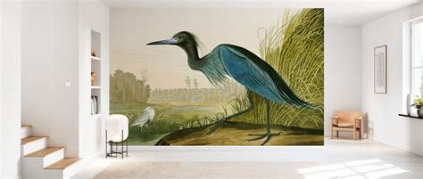 Little Blue Heron John James Audubon Affordable Wall Mural Photowall