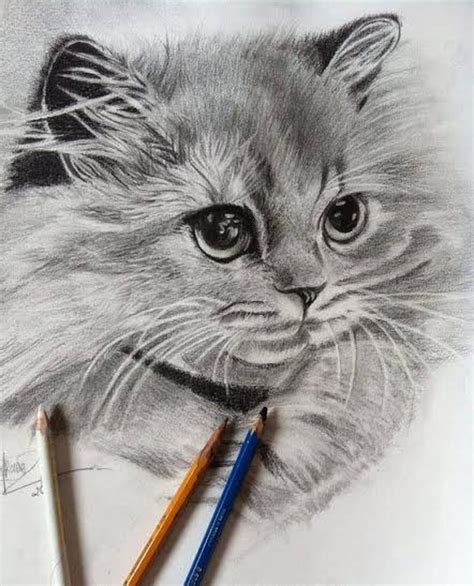Bí Quyết Cách Vẽ Mèo Bằng Bút Chì Cho Bức Tranh Mèo Tuyệt đẹp