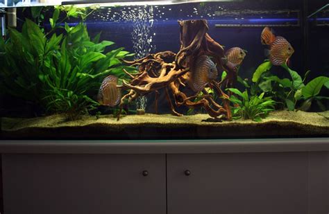 Diskus aquarium von jurij baumbach. Ich möchte mein Diskus Becken verkaufen. Größe ...