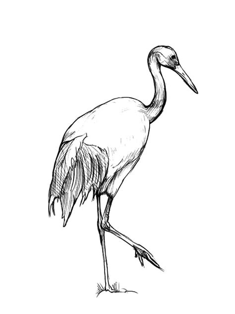Next post cranes in the nest coloring page. NetArt - #1 Place for Coloring for Kids - Part 21