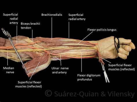 Diagram Of Forearm Muscle