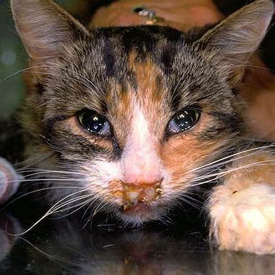 The common symptoms of flea allergies also appear in cats affected by other skin conditions, so. Cat 'flu'