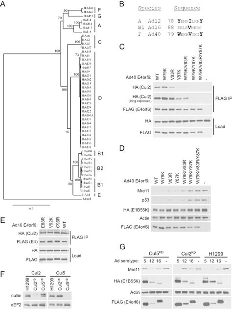 Identification Of The Cul2 Box In Ad40 E4orf6 And Activities Of