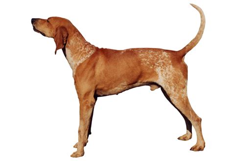 American English Coonhound Puppies For Sale Akc Puppyfinder