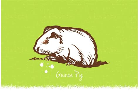 Free Guinea Pig Vector Illustration 89799 Vector Art At Vecteezy