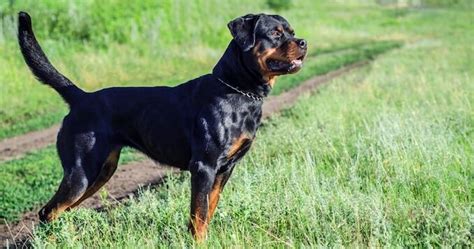 Rottweiler Pit Bull Mix A Complete Owners Guide To Pitweilers All