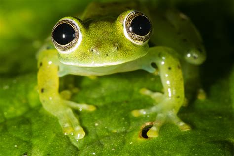 Photos Of Glass Frogs Centrolenidae