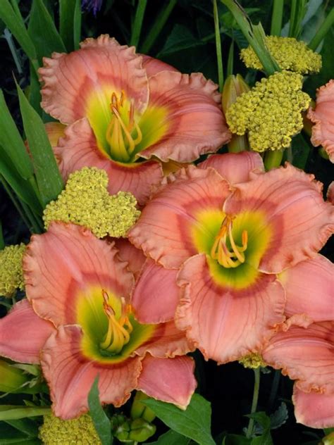 Check spelling or type a new query. 31 Flowering Shrubs for Year-Round Color | Rose companion ...