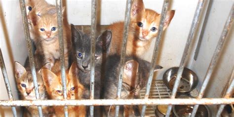 The Deadly Consequences of 'No-Kill' Policies | Features | PETA