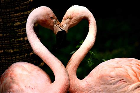 14 Pink Animals That Wow And Woo