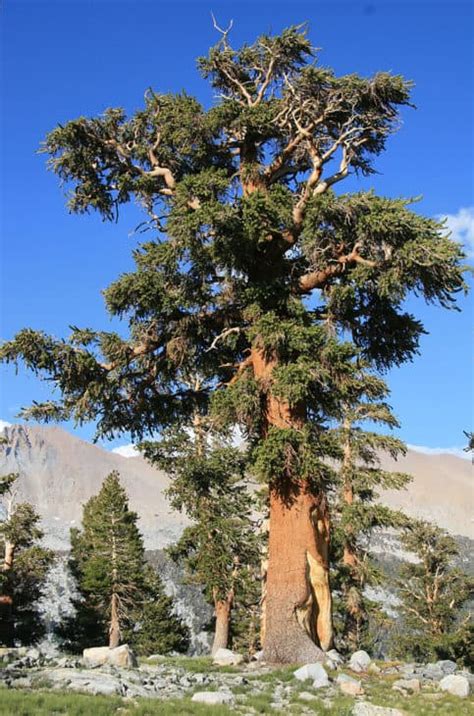 51 Common Types Of Pine Trees In North America Photos Progardentips
