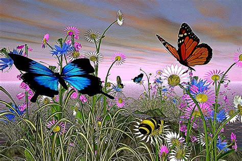 Animated Butterflies Free Hd Wallpapers
