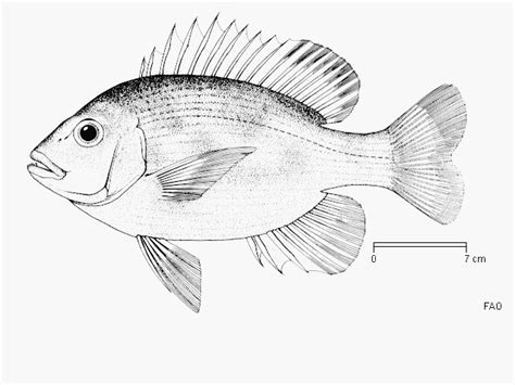 Bluegill Fish Colouring Pages Sketch Coloring Page