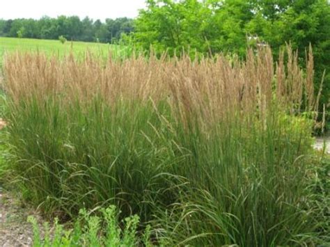 It grows to three to five tall and about one to two feet wide. Heinen Landscape + Irrigation | Feather Reed Grass