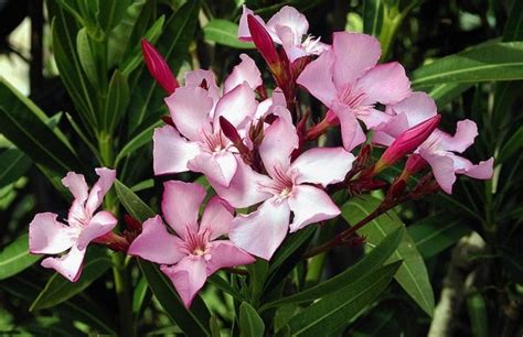 Tips Panduan Budidaya Cara Menanam Bunga Oleander Ruangburuh