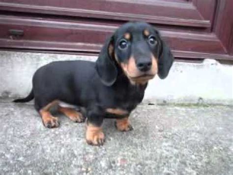 Live in our home by day and share our bedroom at night. Dudley - miniature dachshund puppy - YouTube