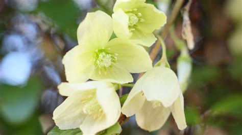 Winter Clematis Plant One Of These In Your Garden For Stunning
