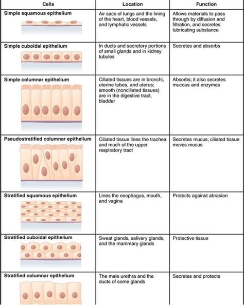 Pin By Andres Sanchez On Dermatology Simple Squamous Epithelium