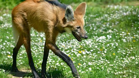 Welcome to memorial crossing pet resort. 10 Leggy Facts About the Maned Wolf | Mental Floss